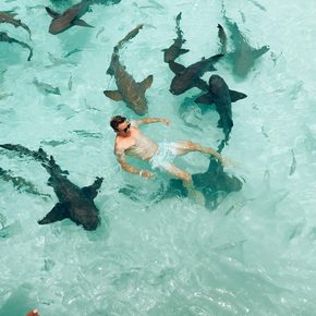 Exumas - Nurse sharks of Compass Cay swimming