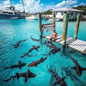 Man sat on jetty with his feet in the water, surrounded by sharks 