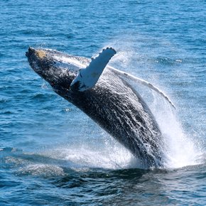 A humpback whale diving into the sea