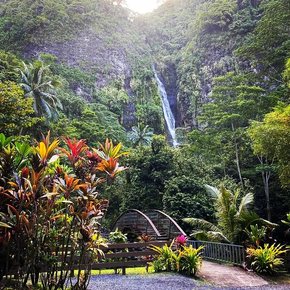 Tahiti - Faarumai Waterfalls foliage