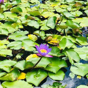 Tahiti - Pā'ōfa'i Gardens pond