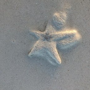 Starfish covered in sand embedded in the shore 