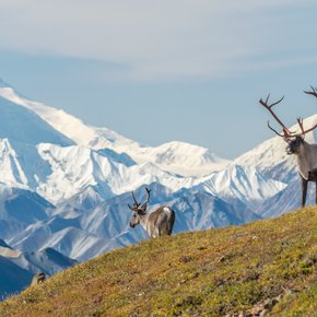 Two moose on a hill in front of snowy peaks
