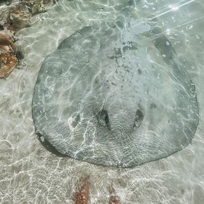 Stingray swimming in shallow water by someone's feet