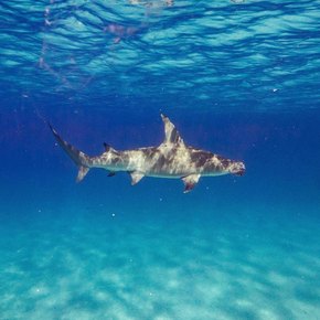 Hammerhead shark swimming in bright blue waters 