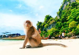 10 incredible animals you can see on a Thailand yacht charter