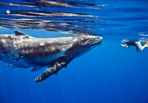 Swim with whales on a Tahiti yacht charter