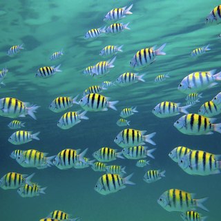 Group of yellow-blue fishes swimming in the Caribbean sea
