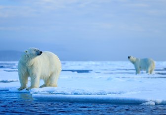 Polar bear on the ice in Iceland