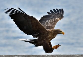 Sea eagle in the Scandola Reserve, Corsica