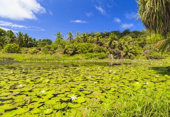 Lush green forest and foliage in the Seychelles