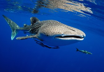 whale shark close to the surface in the maldives