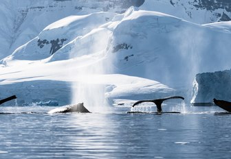 tails of humpback whales break the surface in the snow-covered continent of Antarctica