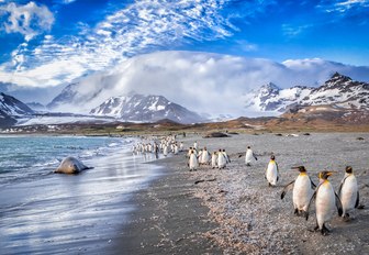 Penguins in Antarctica