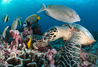 turtle, fish and colourful coral in turquoise waters of the seychelles