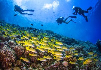 Big school of Yellowfin goatfishes above the coral reef of Fakarava with silhouettes of divers