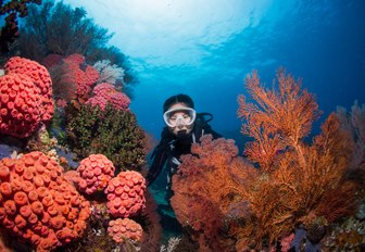 scuba diver discovers orange seafans in Raja Ampat, Indonesia