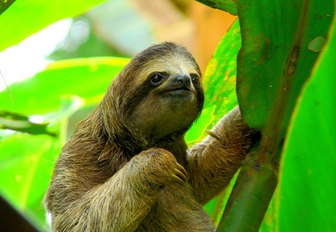 sloth in the lush rainforest of Costa Rica