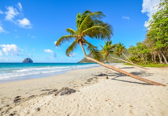 white sand beach with palm trees and blue surf in Martinique 