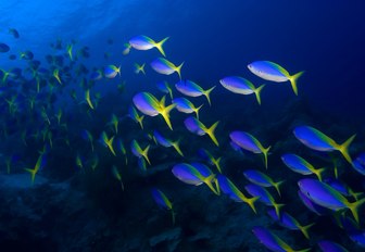 marine life on offer for a diving charter