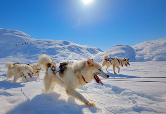 dog sledging on the snowy landscapes of Greenland