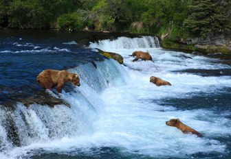 Bears in a river in Alaska
