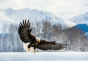 the national symbol for america is the bald eagle, which is an endangered species, many of the remaining birds actually live in alaska and are a sight to see while on a luxury charter