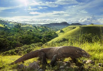 Komodo dragon roaming the lush interior of the Komodo National Park in Indonesia