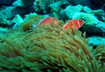 Coral reef and two fish in Thailand
