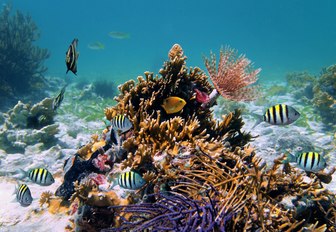 vibrant underwater world of colourful coral and fish in Costa Rica