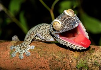 A uroplatus fimbriatus with its mouth open