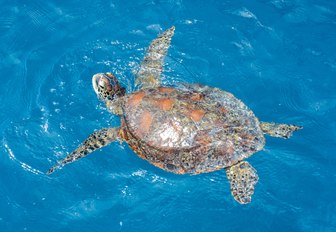 green sea turtle in Whitsundays, Queensland, Australia