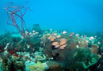 Tropical fish in Ko Chang, Thailand