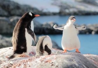 penguin on a boulder in antarctica