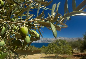 Olive grove in the hills of Croatia