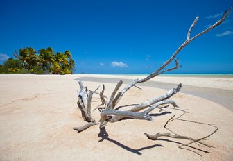 driftwood washed up on white sand beach of Paradise Island, New Caledonia