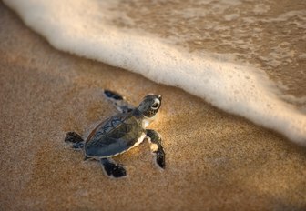 baby hawksbill turtle freshly hatched on shore of thanda island