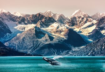 Orca in Alaska