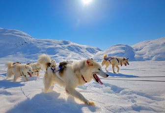 dog sledging on the snowy landscapes of Greenland