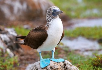 blue footed boobie stands on a rock in the Galapagos Islands