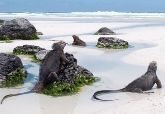 Galapagos Marine Iguanas on a beach in Tortuga bay on Santa Cruz island