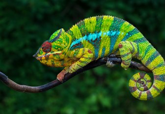 A chameleon with dark and light green stripes grasps a branch