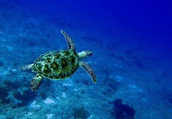 turtle swims through the waters of the Komodo National Park in Indonesia