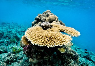 plate coral in the shallow waters of the Great Barrier Reef, Queensland, Australia