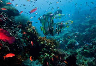 colourful marine life of South East Asia