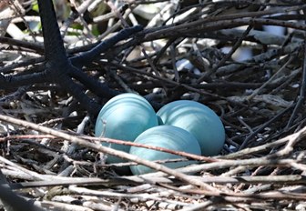 egret eggs in nest on thanda island