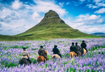 fields of lavender with horses and hill background