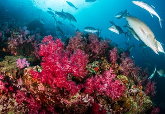 Tropical fish in Ko Chang, Thailand