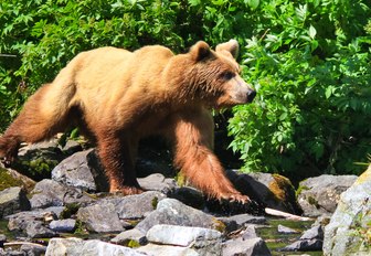 beautiful brown bear prowls the Alaskan coastline