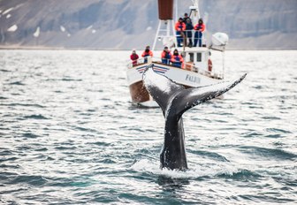 tourists watching whales emerge from the waters of new england, sadly they don't have the privacy of a luxury charter yacht to witness this natural beauty